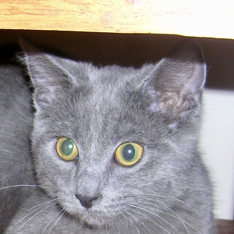 Archimedes